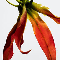 PAULA'S IBIZA ECLECTIC  100ml-206996 PAULA'S IBIZA ECLECTIC  100ml-206996 2